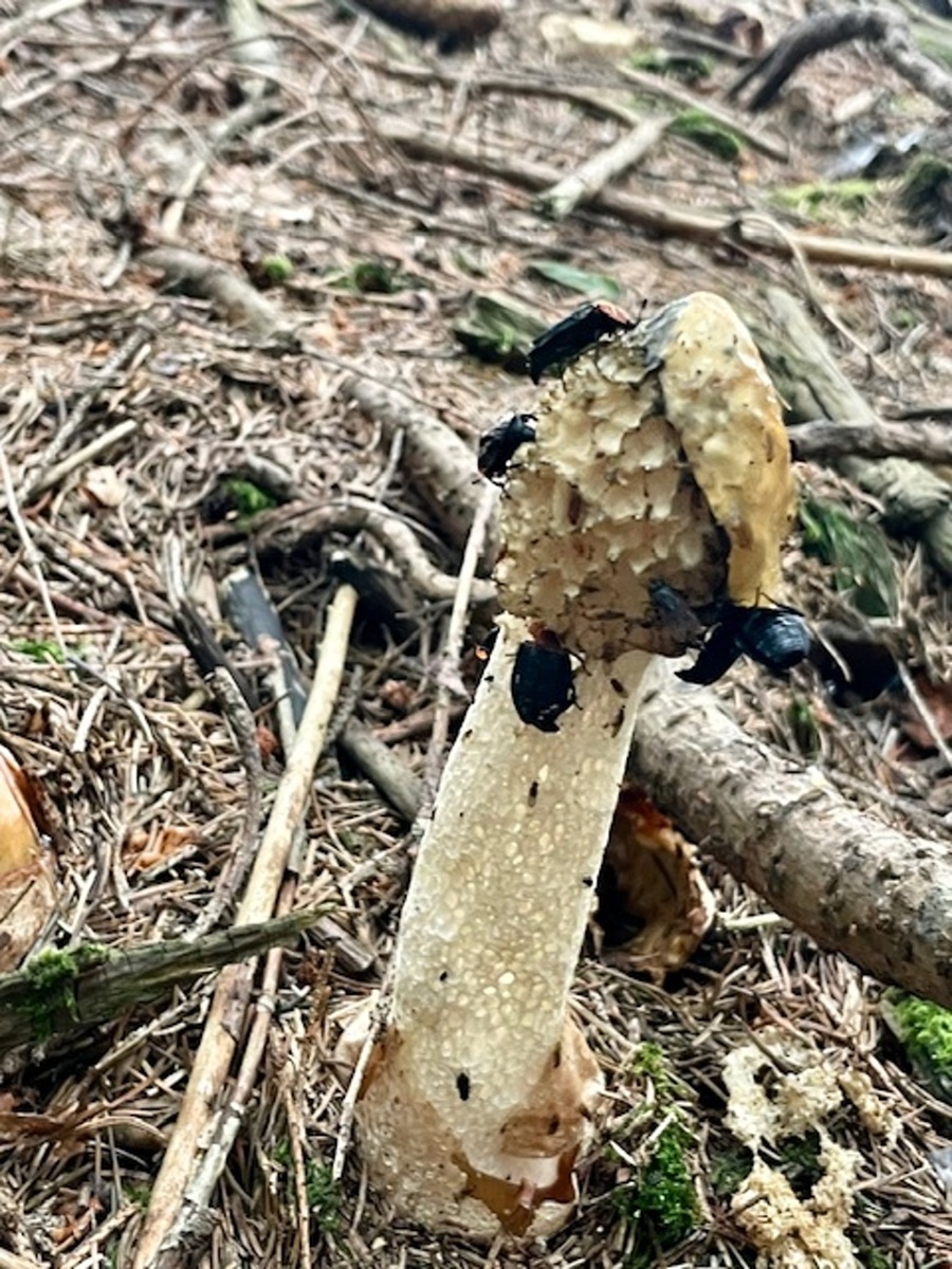 V lesích na Novoměstsku roste penis nestoudný - 900 x 1200