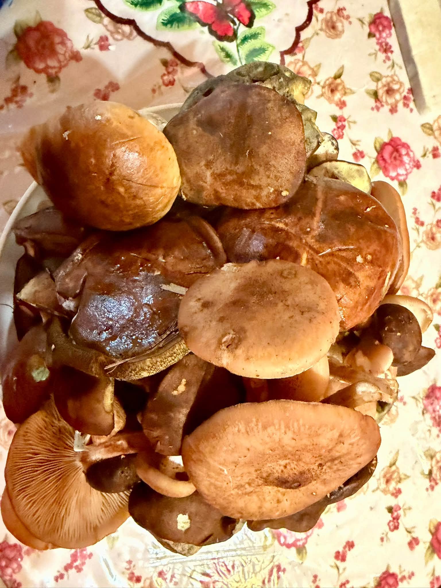 Václavky letos na Václava nečekaly - 1536 x 2048 