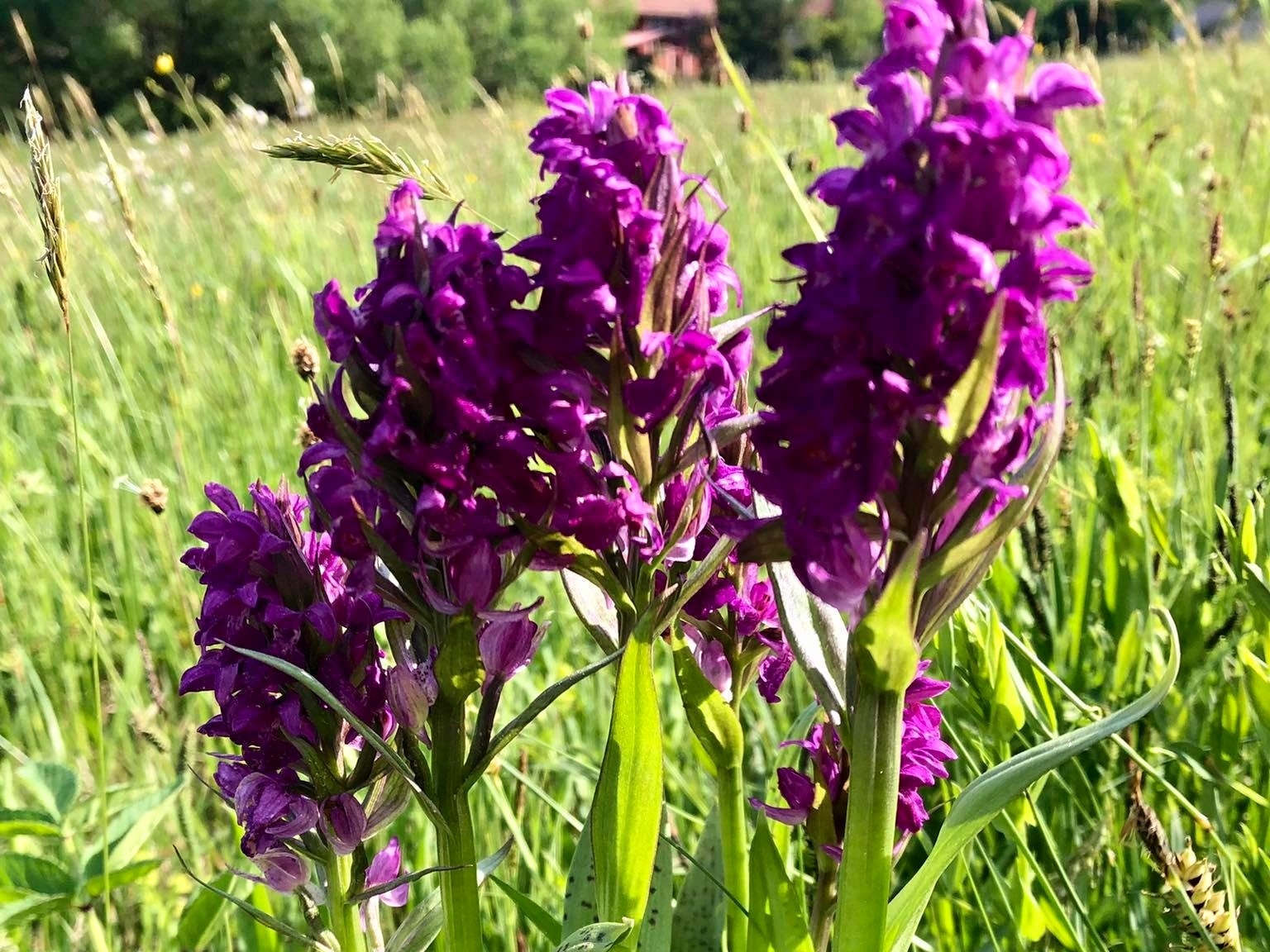 Rozkvetly orchideje Žďárských vrchů - 1536 x 1152