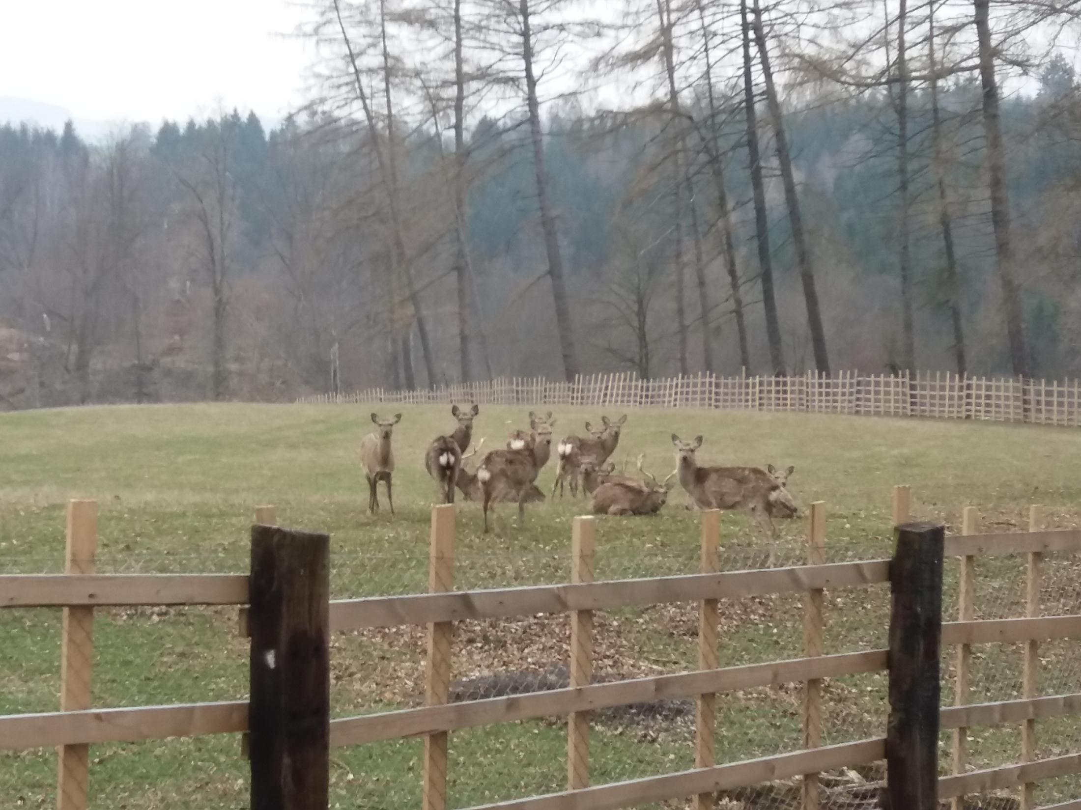 Obora Volský žlab